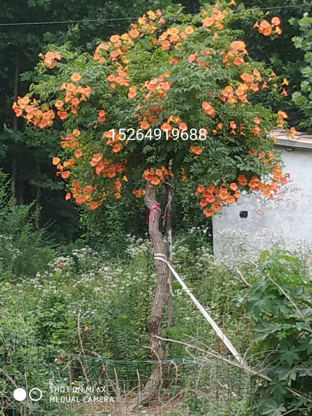 郯城县 大量凌霄苗农户直供