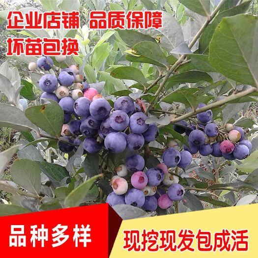平邑县兔眼蓝莓苗 蓝莓带土发货，南北适种， 基地直销