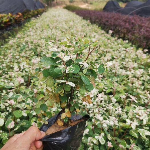 漳州白雪木 雪茄花，白雪公主