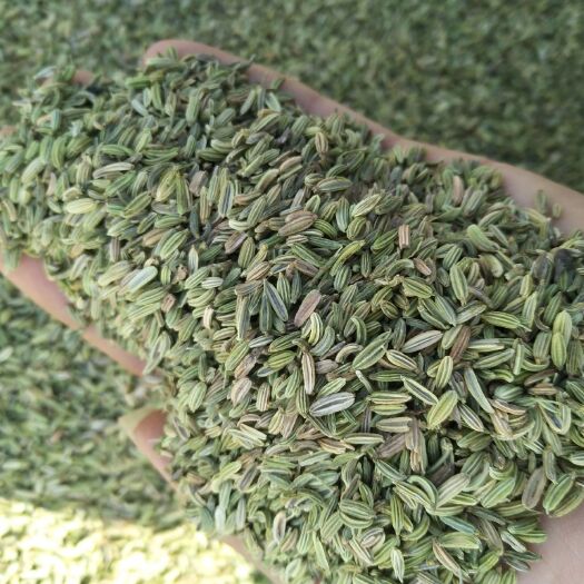 山丹县甘肃新货小茴香特绿货好货中货差货都有