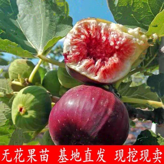 波姬红无花果苗  当年结果  盆栽地栽都可以 现挖保湿发货