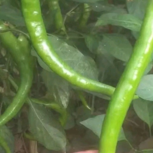 西安尖椒 5~10cm 中辣 靑色