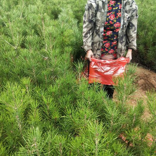 绛县 50公分高白皮松-<白皮松苗价格>50公分高白皮松多少钱一棵