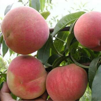 映霜红桃苗 冬桃苗映霜红 明年结果苗 包结果 全国包邮