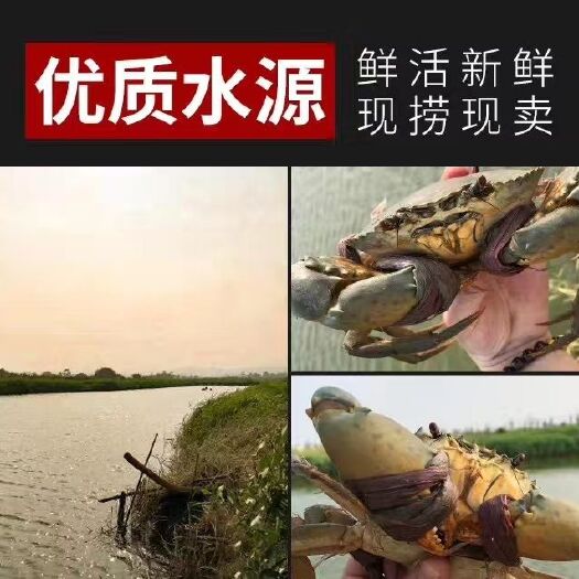 珠海 大肉青蟹、膏蟹，黄油蟹、重壳蟹、奄仔蟹批发零售商