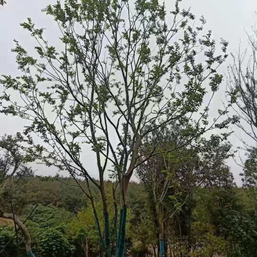 南京丛生朴树，丛生朴树产地，丛生朴树价格，大量20-200公分
