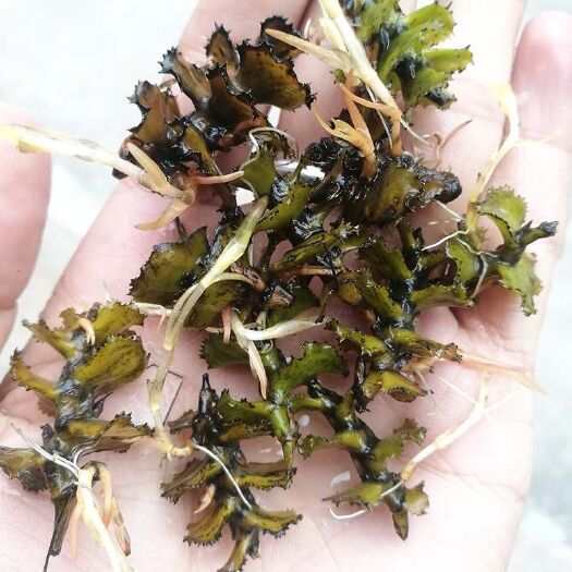 洪湖市 麦黄草种籽石芽小龙虾养殖水草菹草种子包邮