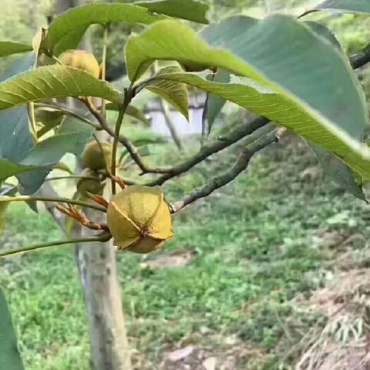 杭州 临安 自己家山上的纯野生山核桃