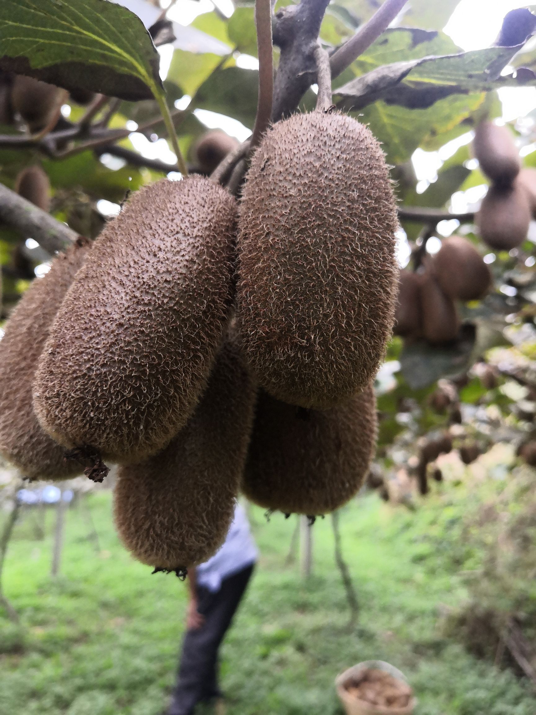  有机贵长猕猴桃，无公害，果果香甜