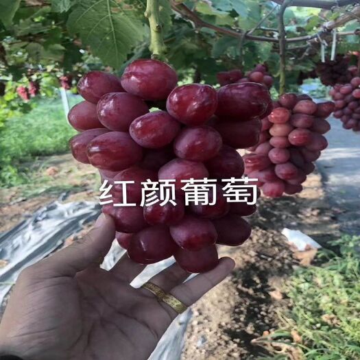 平邑县 葡萄苗 浪漫红颜葡萄苗