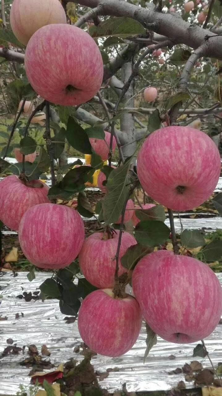  陕西白水无公害苹果
