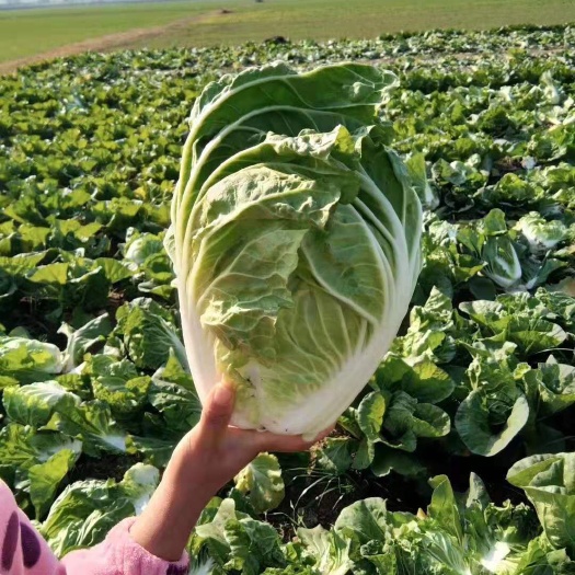 沛县夏阳白菜大量供应中