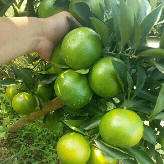 崇左红江橙靓货量大有需要的老板请联系