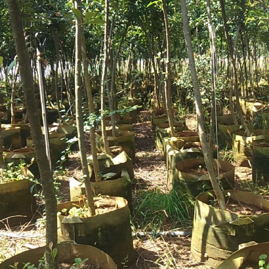宜良县 精品球花石楠米/地/径3－4分