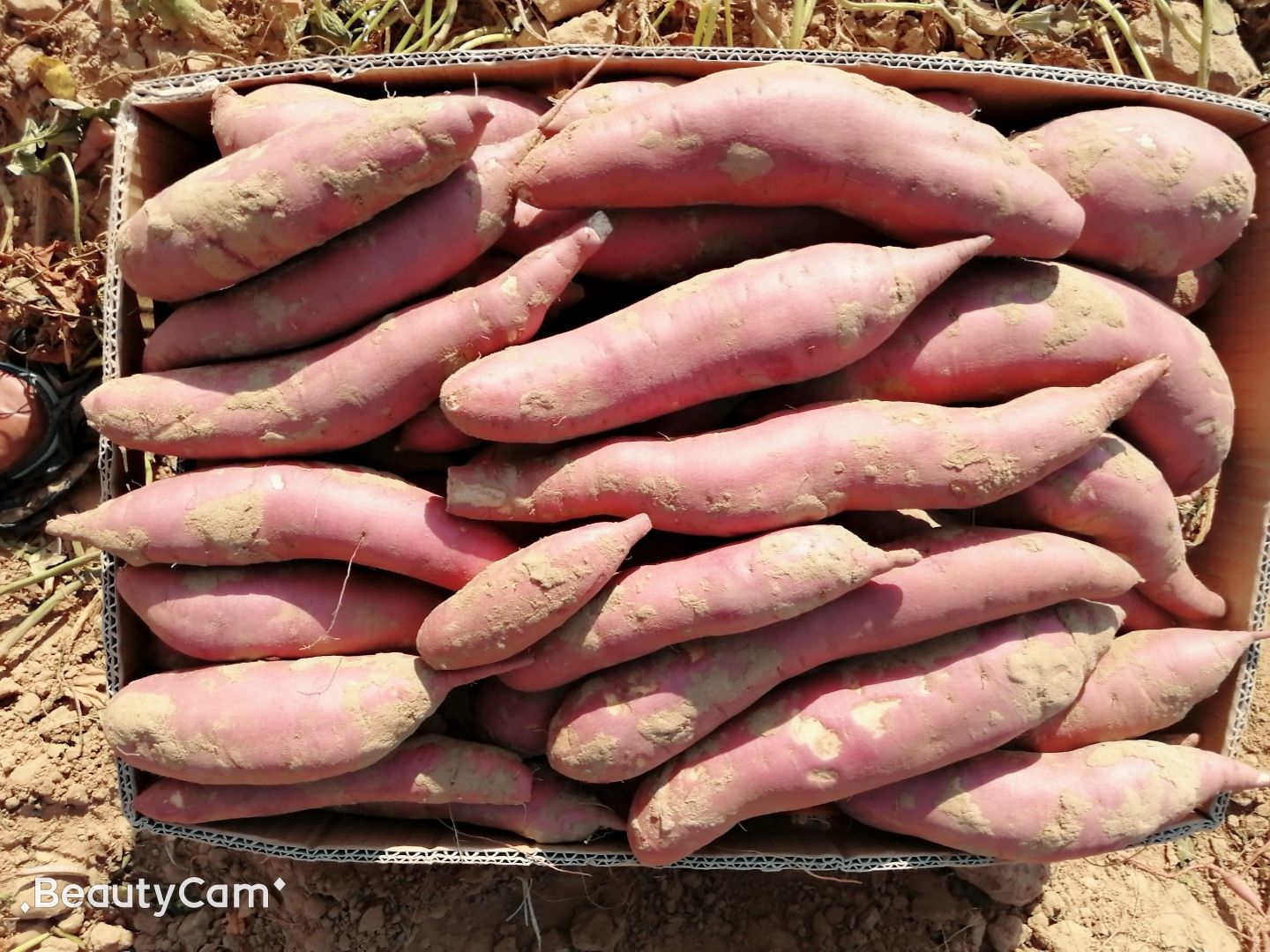  内蒙古沙土地红薯大量上市