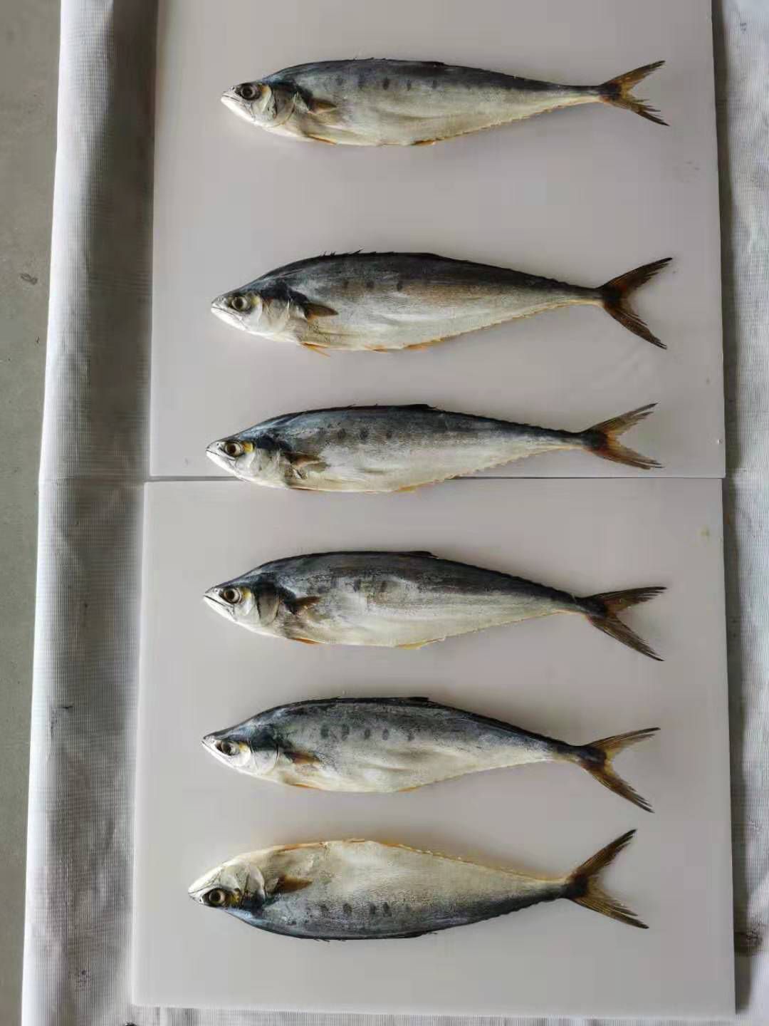  马鲛鱼干，海南深海马鲛鱼