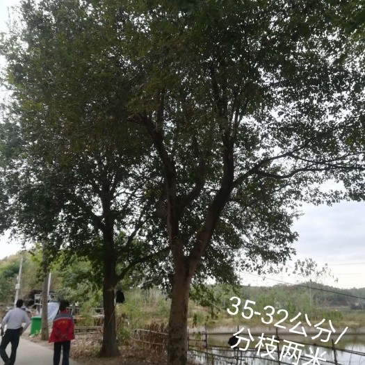 团风县 朴树