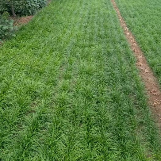 定州市 麦冬草丹麦草