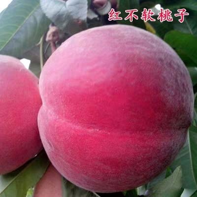 平邑县红不软桃苗 0.5~1米