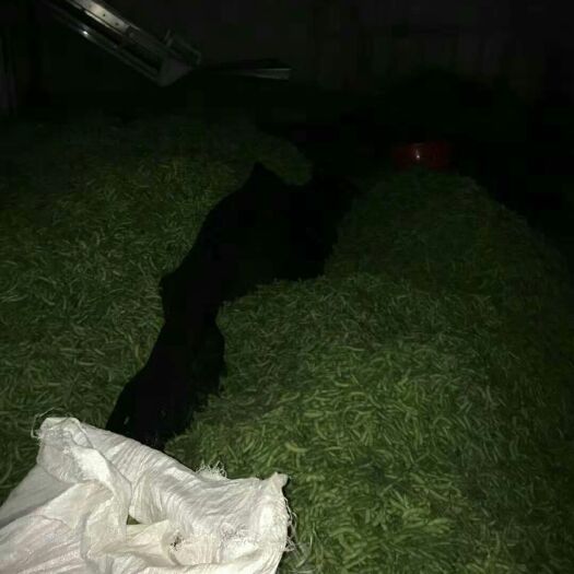 永胜县绿宝石毛豆 6~12克