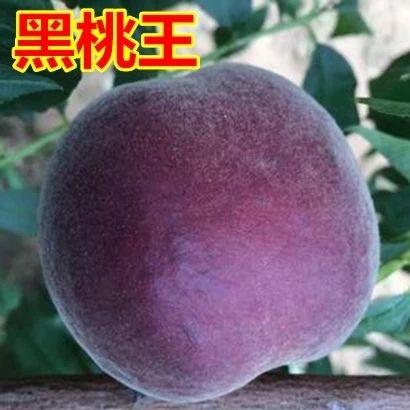 平邑县黑桃苗 0.5~1米
