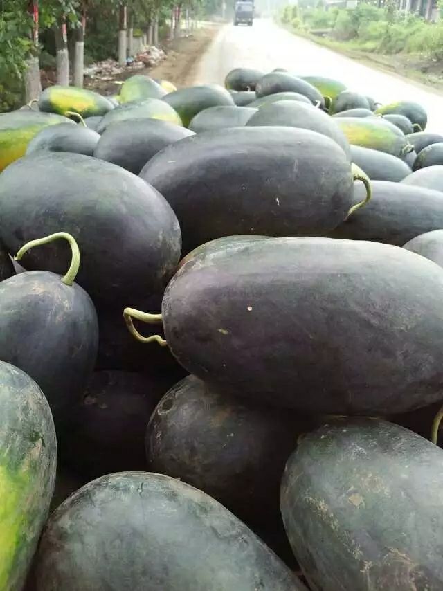 黑美人西瓜  个头大，熟度好，甜度高，瓜形好看