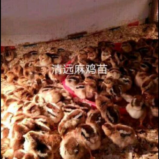 南宁 出壳苗 清远麻鸡苗，麻1.5号苗 麻2号苗，孵化场直销价