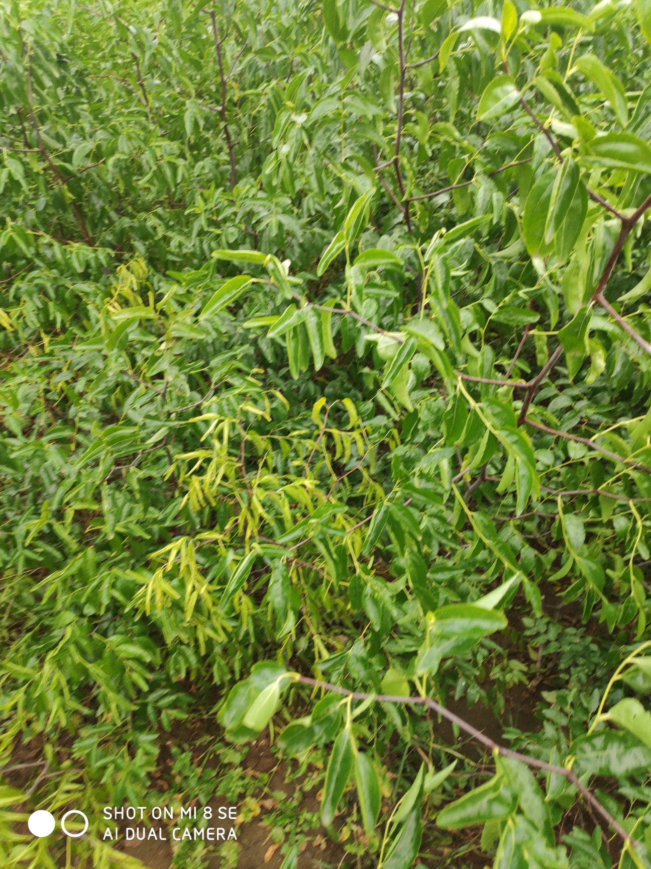 冬枣树苗 冬枣苗木