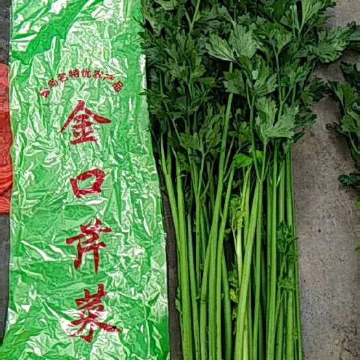 莱西市 金口芹菜