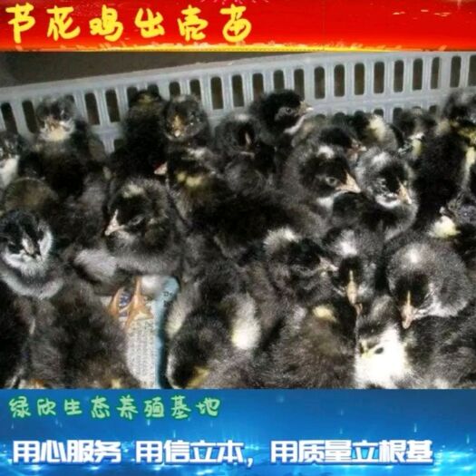 启东市 芦花鸡苗