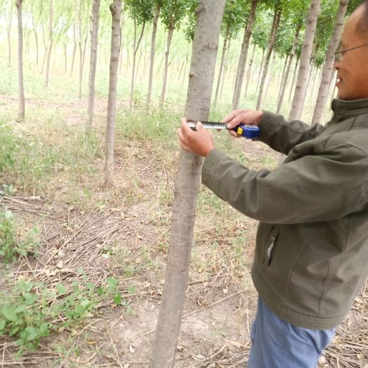 沂南县速生白蜡。树形美观，特别适合花园、小区、街道美化。