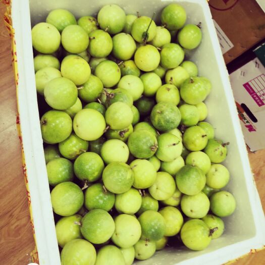 江门 广东新会双水镇，芭乐黄金百香果，种植基地大量出果