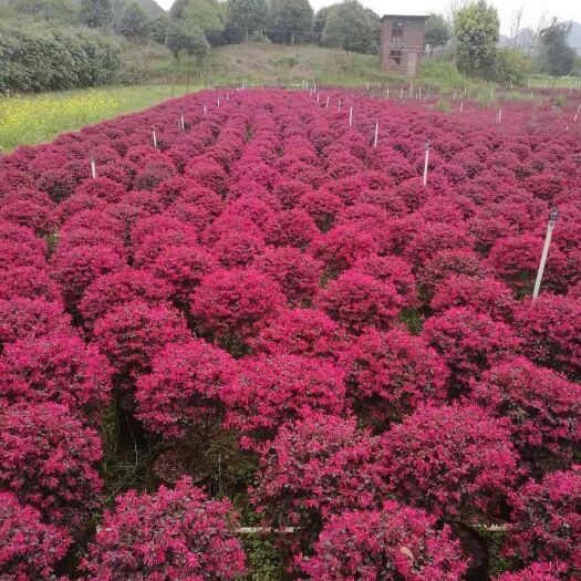 阳朔县双面红 红继木球形树，价钱实惠基地直供，一手货源。