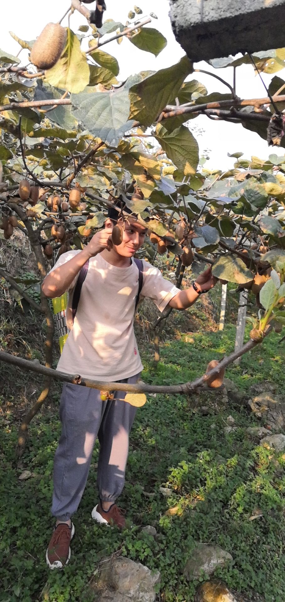  有机贵长猕猴桃，无公害，果果香甜