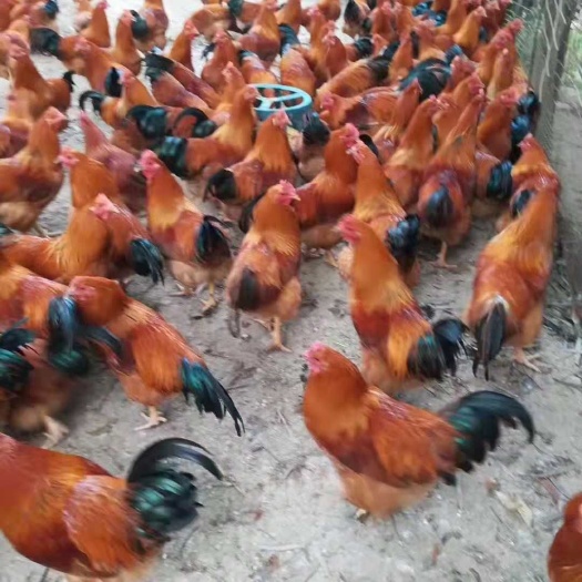 南宁 常年供应优质鸡苗鸭苗，鹅苗品种多，价格优包疫苗，提供养殖技