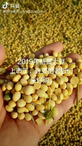 永城市 河南省永城市精品黄大豆