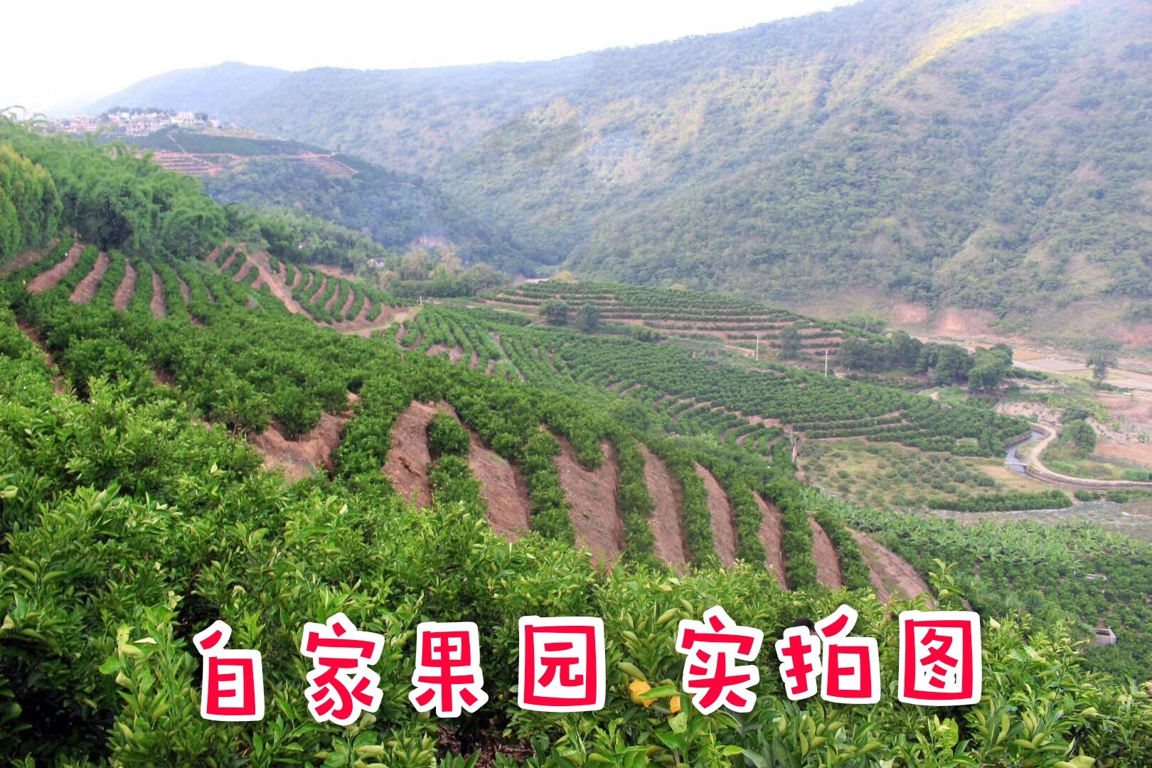 麻阳冰糖橙社区团购橙甜多汁新鲜橙子水果一件代发