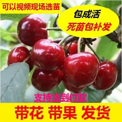 大方县 车厘子苗 樱桃苗种植果树苗樱桃树苗8号苗