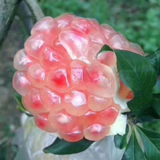 蒙自市 云南》蒙自甜石榴：皮薄个大、香甜多汁，吃石榴不吐籽！