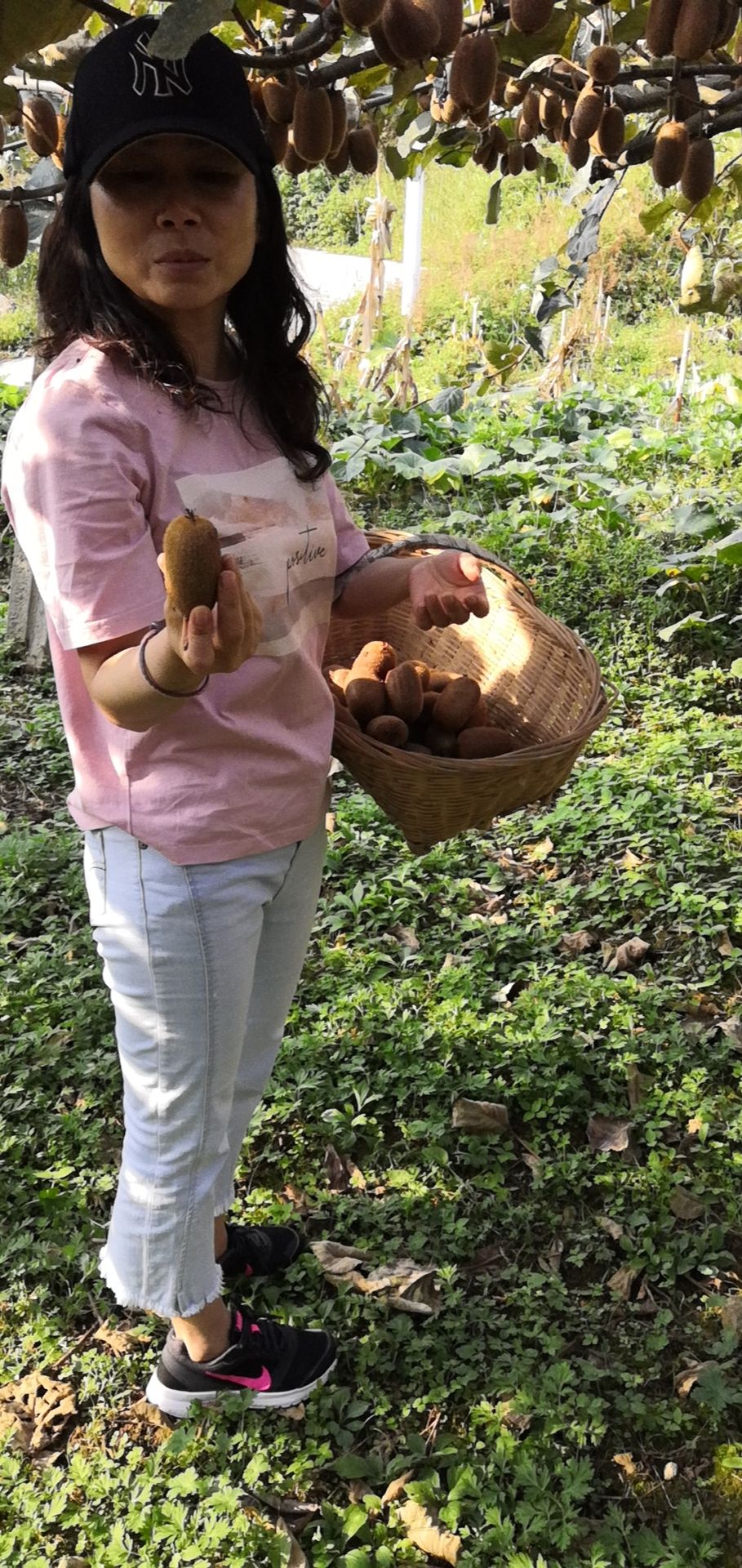  有机贵长猕猴桃，无公害，果果香甜