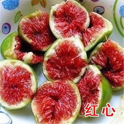 紅心無花果苗