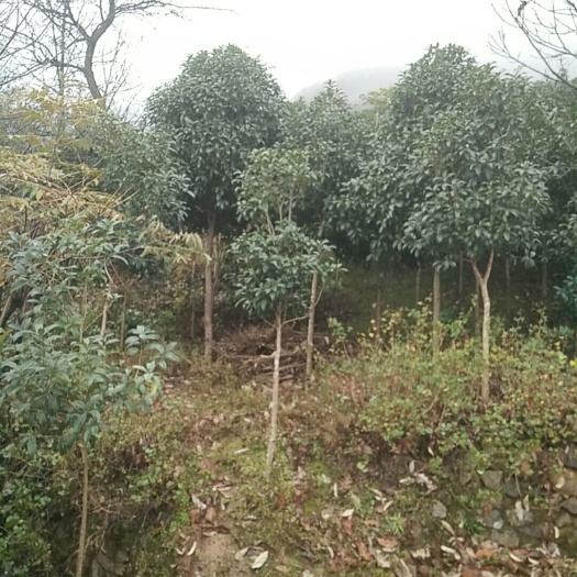 秭归县 桂花树
