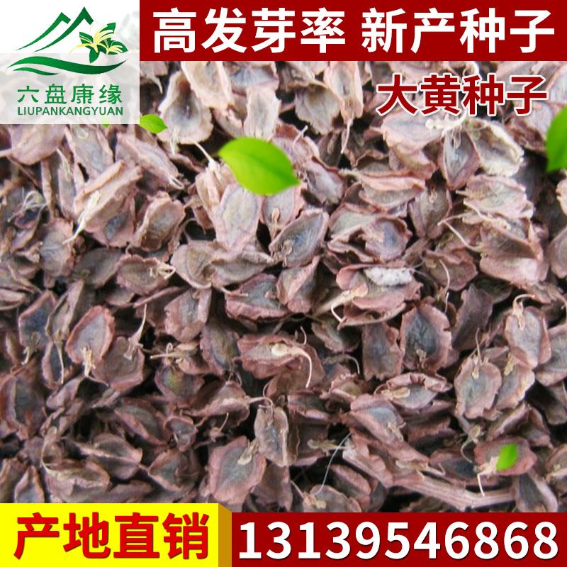 隆德县大黄种子马蹄黄种子包邮保芽率农资认证品质优选二十年老店