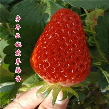 平邑县红颜丰香草莓苗  美十三草莓苗(优选美13 美六 四季 红颜)等 品种齐全