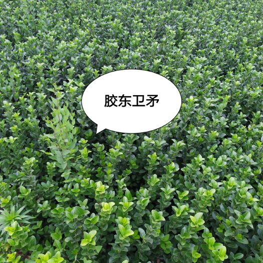 定州市胶东卫矛