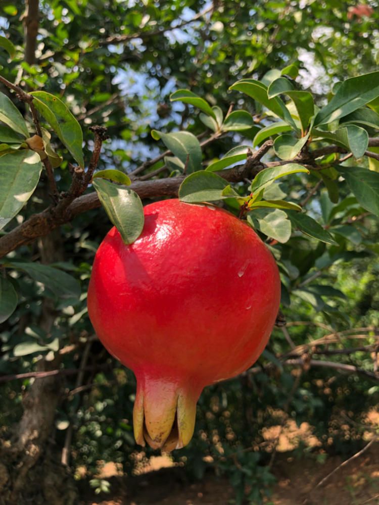 蒙陽紅石榴苗 保鮮發(fā)貨 基地直供 現(xiàn)挖現(xiàn)賣