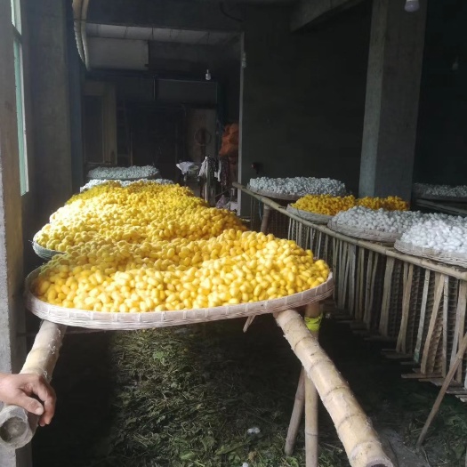缙云县 蚕茧