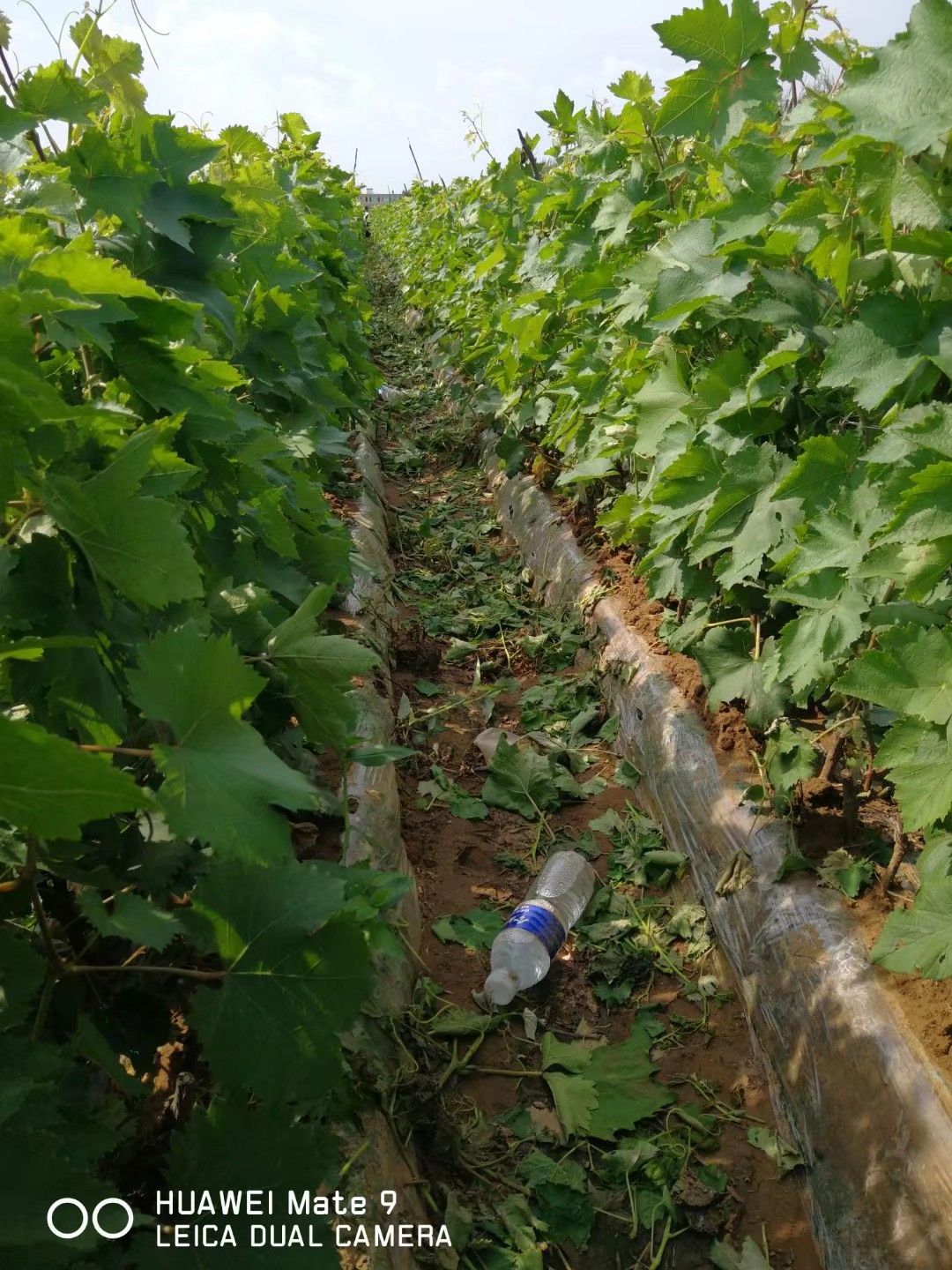 绍兴一号葡萄苗 绍兴一号