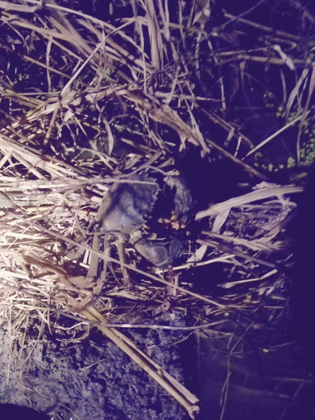  大闸蟹，自家养殖，品质保障