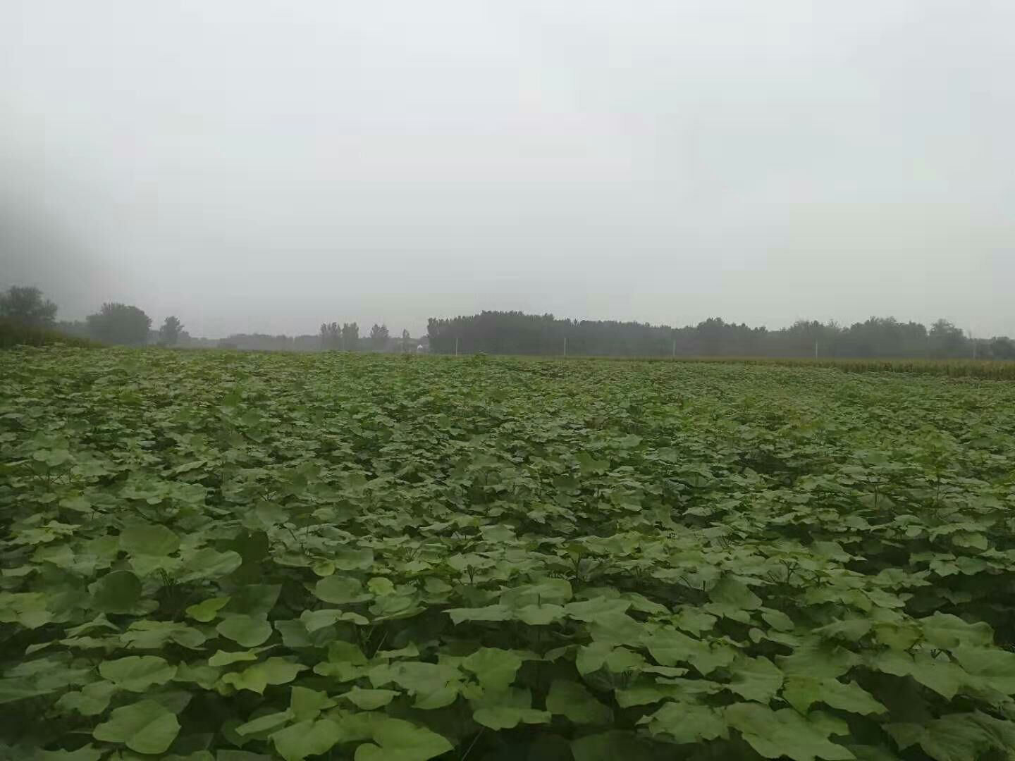 河南楸 梓树小苗